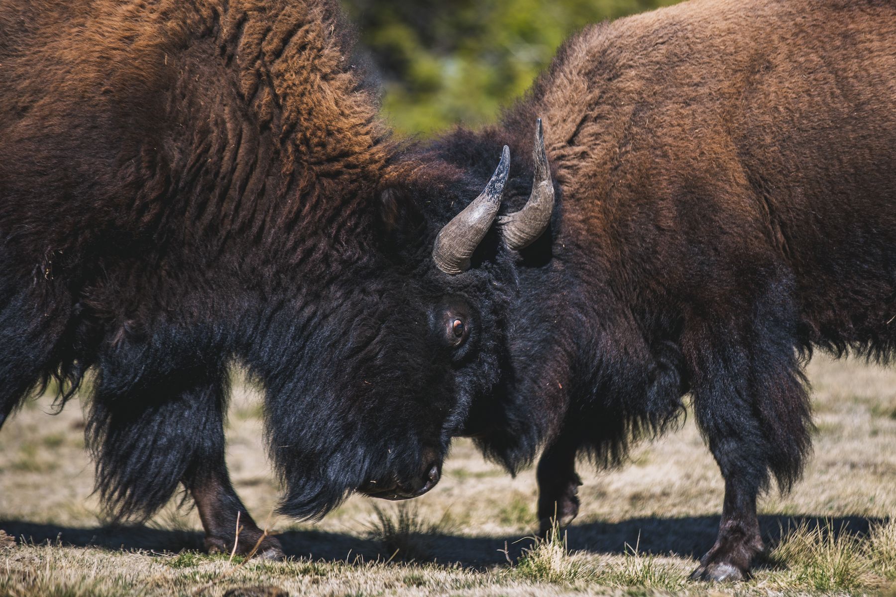 Dos bisontes chocando cabezas