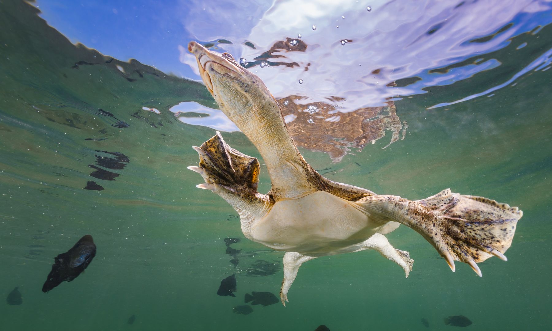 Tortuga de concha blanda nadando hacia la superficie