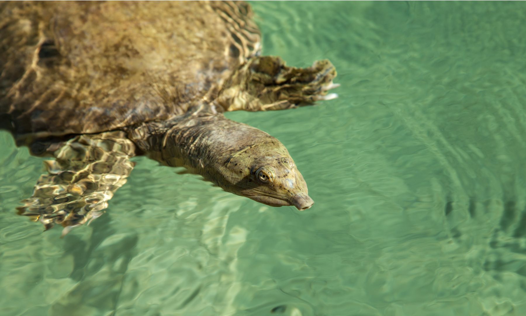 Tortuga de concha blanda en agua cristalina